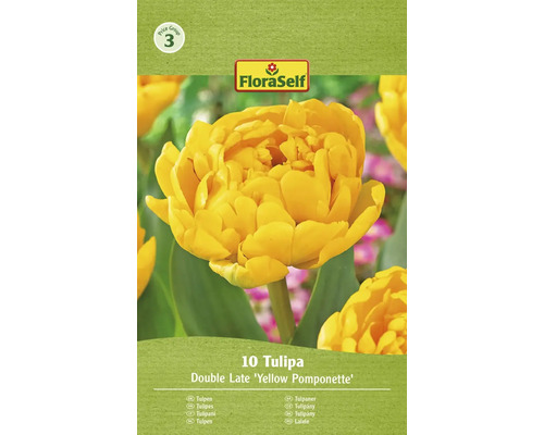 FLORASELF Bloembollen Tulpen Tulipa 12 Stuks