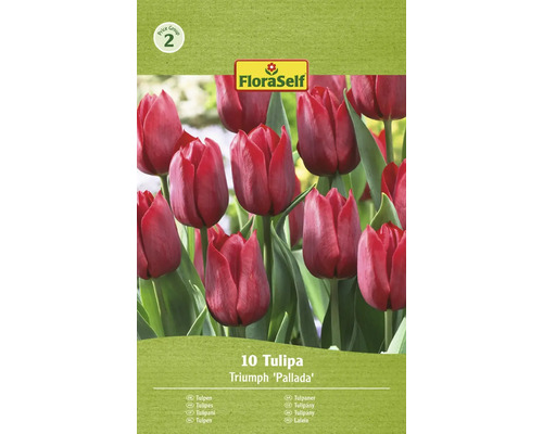 FLORASELF Bloembollen Tulpen Tulipa 5 Stuks