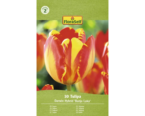 FLORASELF Bloembollen Tulpen Tulipa 12 Stuks