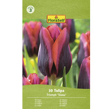 FloraSelf Triumph Tulp Slawa, 10 stuks