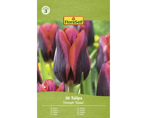 FLORASELF Bloembollen Tulpen Tulipa 15 Stuks