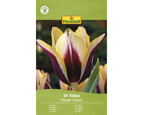 FLORASELF Bloembollen Tulpen Tulipa 35 Stuks