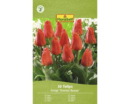 FLORASELF Bloembollen Tulpen Tulipa 15 Stuks