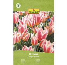 Verpakking met 10 Tulipa Greigii ''Quebec'' bloembollen