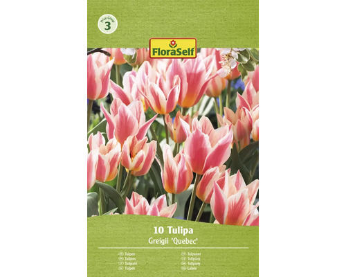 FLORASELF Bloembollen Tulpen Tulipa 20 Stuks