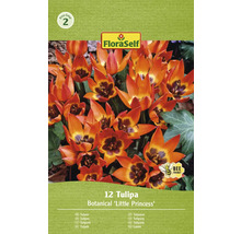 FloraSelf Tulpen Botanical Little Princess, verpakking van twaalf stuks