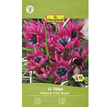FloraSelf Tulpen Botanical Little Beauty, verpakking van 12 stuks