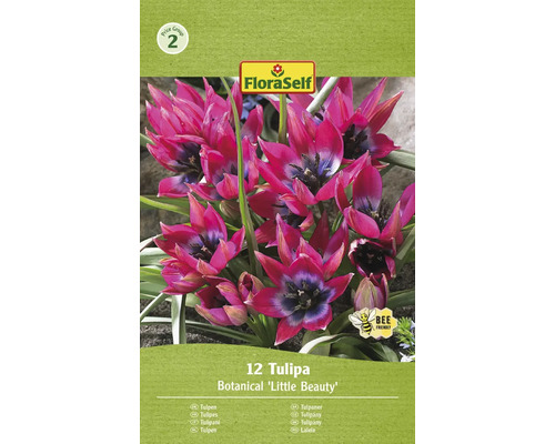 FLORASELF Bloembollen Tulpen Tulipa 12 Stuks