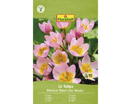 FLORASELF Bloembollen Tulpen Tulipa 3 Stuks