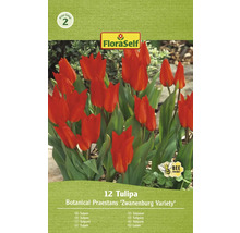 Verpakking met 12 tulpen van de soort Botanical Praestans ''Zwanenburg Variety''