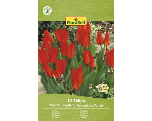 FLORASELF Bloembollen Tulpen Tulipa 12 Stuks