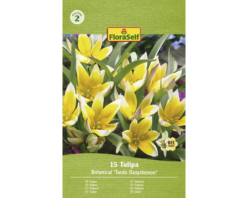 FLORASELF Bloembollen Tulpen Tulipa 5 Stuks