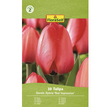 Verpakking Darwin hybride tulpen van het type Red Impression
