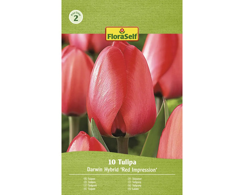 FLORASELF Bloembollen Tulpen Tulipa 10 Stuks