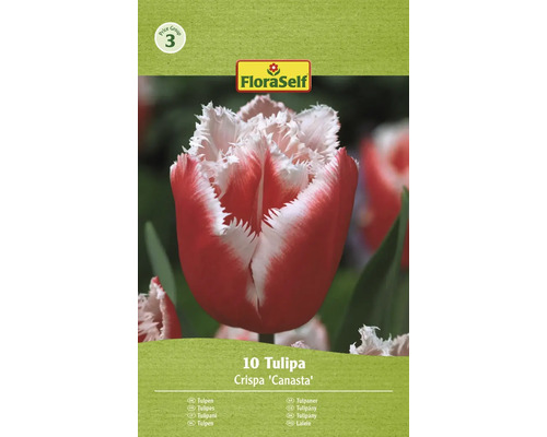 FLORASELF Bloembollen Tulpen Tulipa 6 Stuks