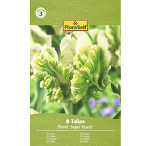 FloraSelf Papegaai tulpenbollen, 8 stuks