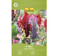 Verpakking met 8 tulpen van het type Parrot ''Rococo''
