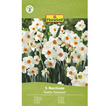 Verpakking met 5 Narcissus Tazetta ''Geranium''