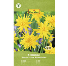 Verpakking van zes narcissen Botanical Double Rip van Winkle