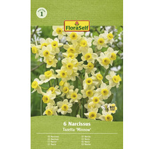 Verpakking van 6 Narcissus Tazetta ''Minnow''