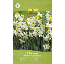 Verpakking met zes narcissen van de soort Canaliculatus, met het FloraSelf logo en het symbool bijvriendelijk