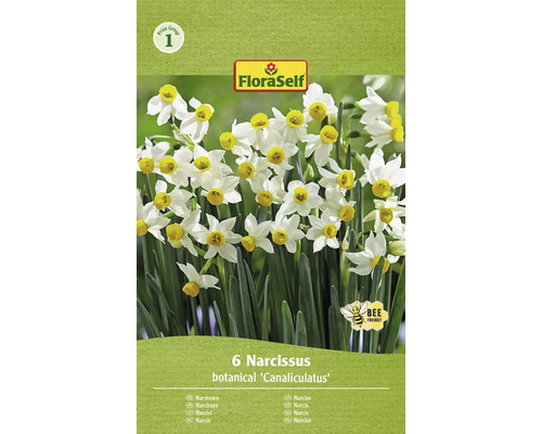 FLORASELF Bloembollen Narcis Narcissus 1 Stuks