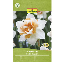 Verpakking met vijf dubbele narcissen ''Replete''