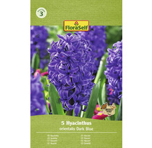 Verpakking met 5 Hyacinthus Orientalis Dark Blue bloembollen