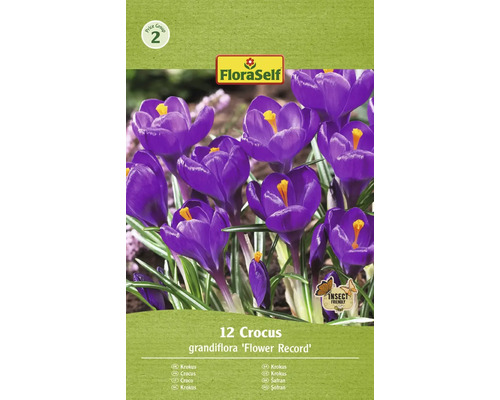 FLORASELF Bloembollen Krokus Crocus 10 Stuks