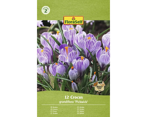 FLORASELF Bloembollen Krokus Crocus 8 Stuks