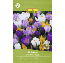 Verpakking krokussen van het type Grandiflora, gemengd, 12 stuks