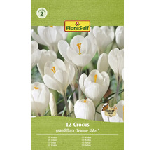 Verpakking van 12 Crocus grandiflora ''Jeanne d''Arc'' bloembollen