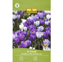 Verpakking met 12 krokussen van het type Grandiflora Blue Blended Mix