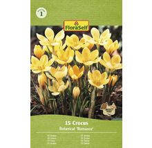 Verpakking met 15 krokussen van de soort Botanical ''Romance''