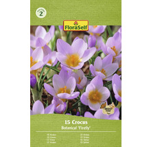 Verpakking met 15 Krokus Botanical Firefly bloembollen