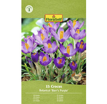 Verpakking met 15 krokussen van de soort Botanical Barrs Purple
