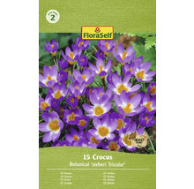 Verpakking met 15 krokussen van de soort Botanical ''sieberi Tricolor''