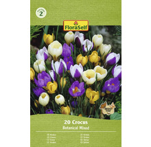 FloraSelf Krokus Botanical Mixed, 20 stuks