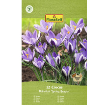 FloraSelf Krokussen Botanical Spring Beauty verpakking met 12 stuks