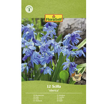 FLORASELF Bloembollen Sterhyacint Scilla 3 Stuks