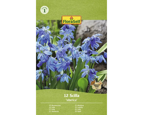 FLORASELF Bloembollen Sterhyacint Scilla 3 Stuks