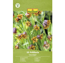 Verpakking Fritillaria ''uva-vulpis''