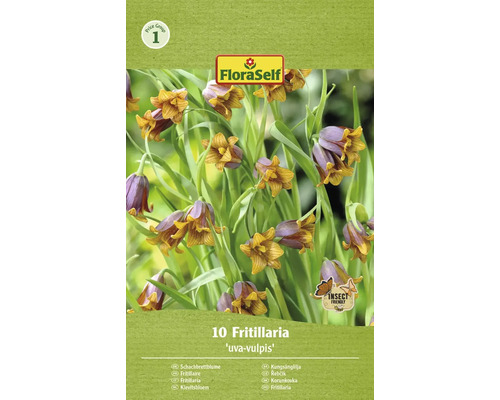 FLORASELF Bloembollen Kievitsbloem Fritillaria 25 Stuks