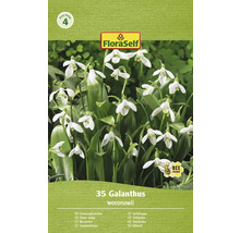FLORASELF Bloembollen Sneeuwklokje Galanthus 10 Stuks