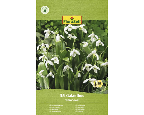 FLORASELF Bloembollen Sneeuwklokje Galanthus 10 Stuks