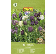 FLORASELF Bloembollen Kievitsbloem Fritillaria 1 Stuks