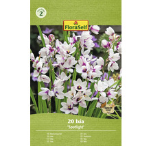 Verpakking met 20 Ixia Spotlight bloembollen