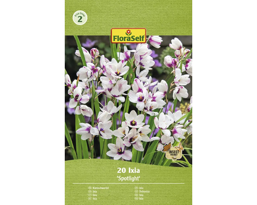 FLORASELF Bloembollen Ixia Ixia 30 Stuks