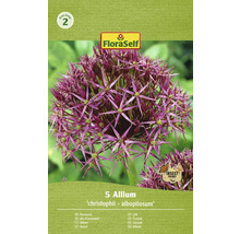 Verpakking met 5 stuks sieruien Allium christophii albopilosum