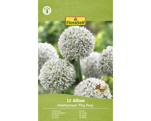 FLORASELF Bloembollen Sierui Allium 1 Stuks